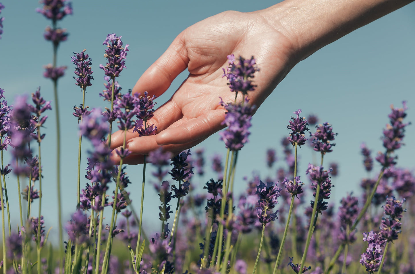 Lavender Distilled Water ( Skin Toner)