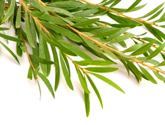 Tea Tree Distilled Water (Skin Toner)